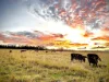 2392 Old Tenterfield Road via, Wyan, NSW 2469-Image