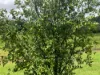 24 Paskins Road, Yalboroo, Qld 4741-Image