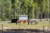 241 Pioneer Road, Singleton, NSW 2330-Image