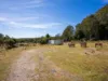 2419 Cradle Mountain Road, Moina, Tas 7310-Image