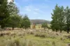 242 Kain Cross Road, Braidwood, NSW 2622-Image