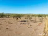 242 Rubys Road, Gogango QLD 4702-Image