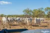 242 Rubys Road, Gogango QLD 4702-Image