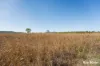 242 Rubys Road, Gogango QLD 4702-Image