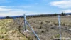 246 Frees Road, Womina, Qld 4370-Image