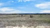 246 Frees Road, Womina, Qld 4370-Image