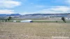 246 Frees Road, Womina, Qld 4370-Image