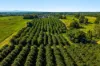 250, Dalwood NSW 2477-Image