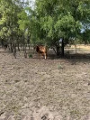 25062 Capricorn Highway, Emerald, Qld 4720-Image