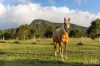 256 Mill Lane, Quorrobolong, NSW 2325-Image