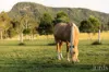 256 Mill Lane, Quorrobolong, NSW 2325-Image