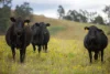 2601 Allyn River Road, Eccleston NSW 2311-Image