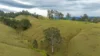 2601 Allyn River Road, Eccleston NSW 2311-Image
