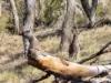 262 Upper Turon Road, Sofala, NSW 2795-Image