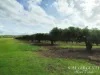 263, 71 Gilmore, Mareeba, Qld 4880-Image