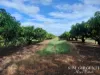 263, 71 Gilmore, Mareeba, Qld 4880-Image