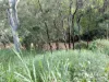 263, 71 Gilmore, Mareeba, Qld 4880-Image