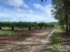 263, 71 Gilmore, Mareeba, Qld 4880-Image