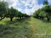 263, 71 Gilmore, Mareeba, Qld 4880-Image