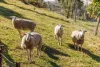 265 The Snake Track, Kiah, NSW 2551-Image