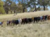 2653 Cargo Road, Cargo, NSW 2800-Image