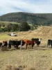 273 Mount Sturt Road, Yangan, Qld 4371-Image