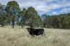 275 Overcliffe Road, Wylie Creek, NSW 2372-Image