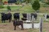 279 Camp Creek Road, Running Creek QLD 4287-Image