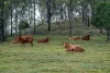 279 Camp Creek Road, Running Creek QLD 4287-Image