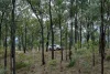 279 Camp Creek Road, Running Creek QLD 4287-Image