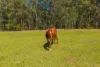 28 Rodeo Drive, Kundabung, NSW 2441-Image
