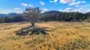 284 Tanglewood Road, Moonbi, NSW 2353-Image