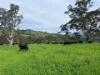 2849 Allyn River Road, Eccleston NSW 2311-Image