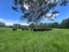 2849 Allyn River Road, Eccleston NSW 2311-Image