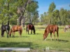 289 Myra Road, Tara, Qld 4421-Image