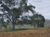 29 East River Pines Drive, Delan, Qld 4671-Image