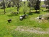 29 Smarts Road, Gocup NSW 2720-Image