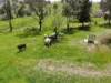 29 Smarts Road, Gocup NSW 2720-Image