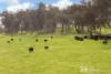 294 Wollar Road, Mudgee, NSW 2850-Image