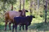 2956 Dawson Highway, Calliope QLD 4680-Image