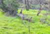 295C Braeside Road, Mount Observation, SA 5255-Image