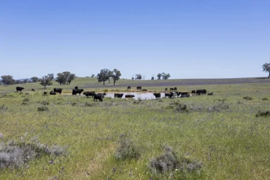 3 Gooloogong Siding Road, Gooloogong, NSW 2805