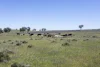 3 Gooloogong Siding Road, Gooloogong, NSW 2805-Image