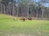 3 MOOMIN ROAD, Moomin, Qld 4887-Image