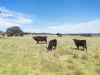 3019 Bylong Valley Way, Rylstone, NSW 2849-Image