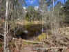 31 Mcnicholl, Wattle Camp, Qld 4615