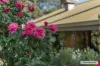 310 Dockerys Road, Tallarook, Vic 3659-Image