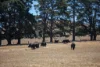 315 Bugle Range Road, Macclesfield, SA 5153-Image