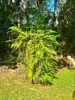 320 Launceston Road, Dundee Beach, NT 0840-Image
