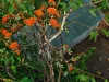 320 Launceston Road, Dundee Beach, NT 0840-Image